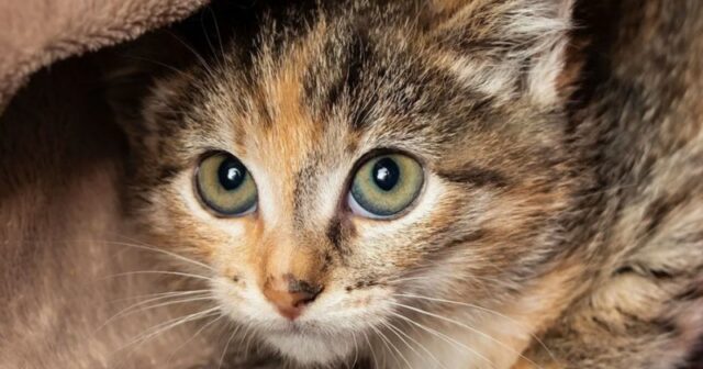 media-ekran_sekli_2024_10_07_2322071728331987