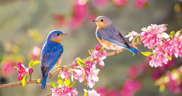 media-spring-birds