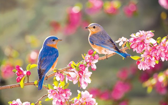 media-spring-birds