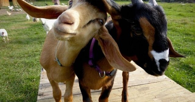 media-1384232493_225540_801