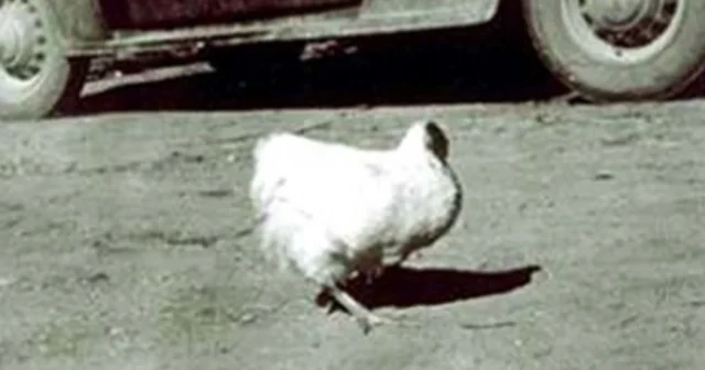 media-1467267790_6fa4174463845eb9f80bde350eb9b743