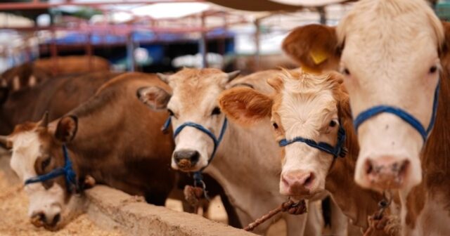 media-1769929062_1760906159-998bd86c-f7a0-4534-90ce-3d00e3735250