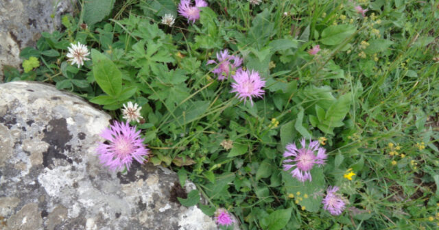 media-17718576431105911709_1200x630