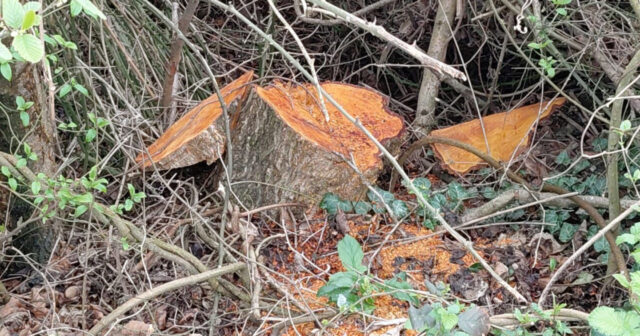 media-17758313771667918244_1200x630