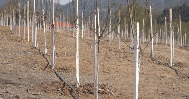 media-1775924964278763089_1200x630