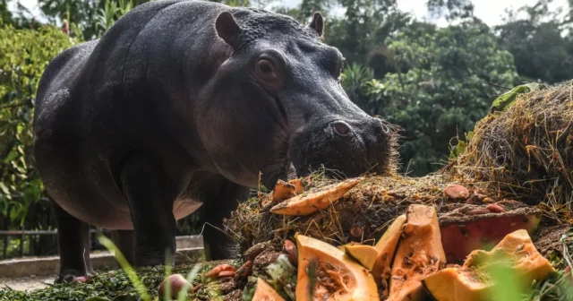 media-hzjxqwbrsvkiv2and9jsqddmkugb5bzz6v003pm6_1200