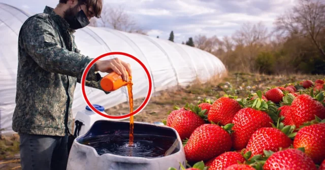 media-mk2mgw3cw0n1ftqyfyyrv3p9junjzvoztcufgaxn_1200