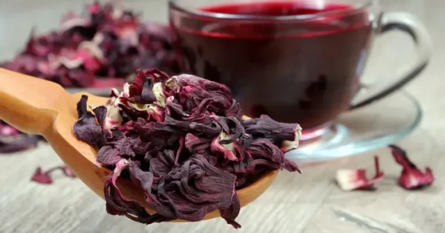 media-hibiskuscayi221