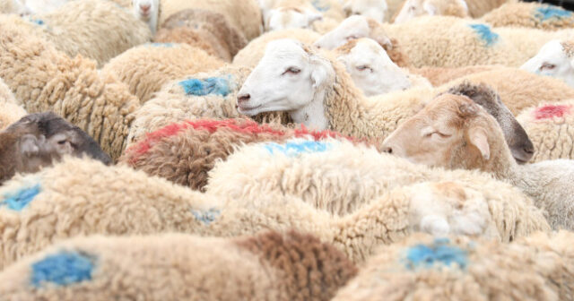 media-qurban_qoyun_bayram