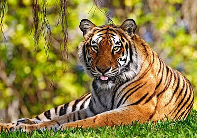 media-tiger_01
