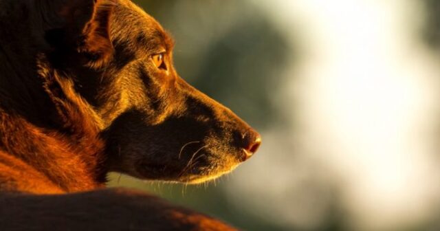 media-world_rabies_day_dog-101411cc658d2b309ce227e58f44271f