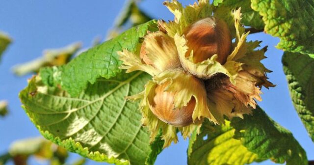 media-hazelnut-findiq