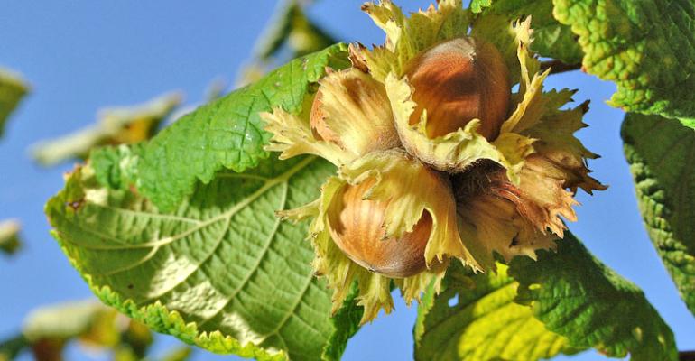media-hazelnut-findiq